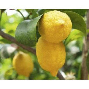  Citrónovník (Citrus limon) ´EUREKA´ - výška 110-130 cm, obvod kmeňa 8/10 cm, kont. C25L